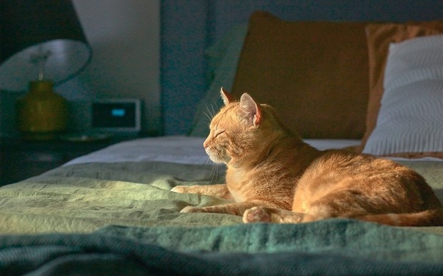 Somfy - cat on bed